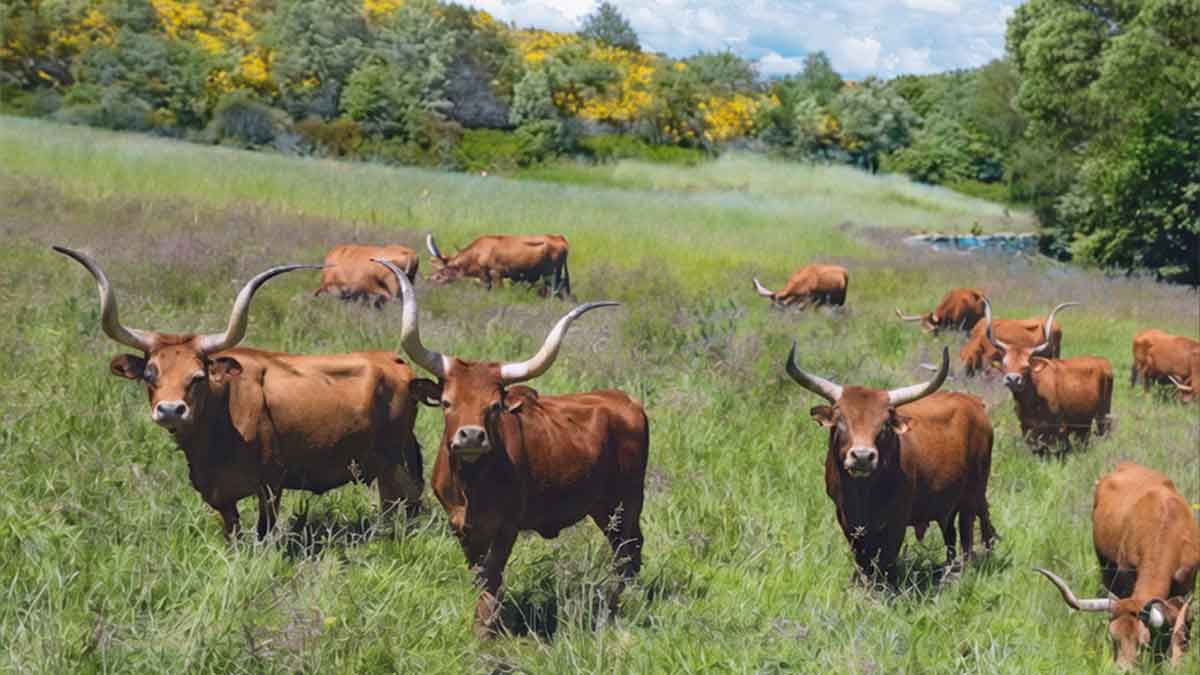 Gado Barrosão num prado verdejante