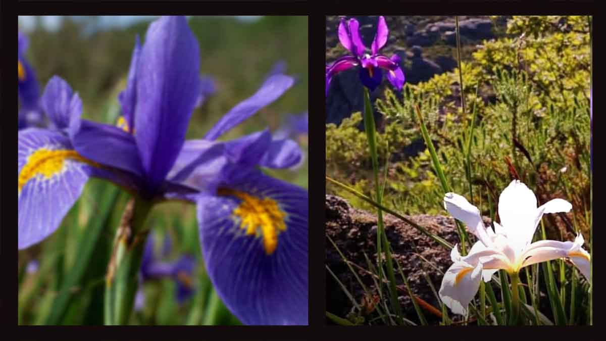Lírio do Gerês roxo e branco