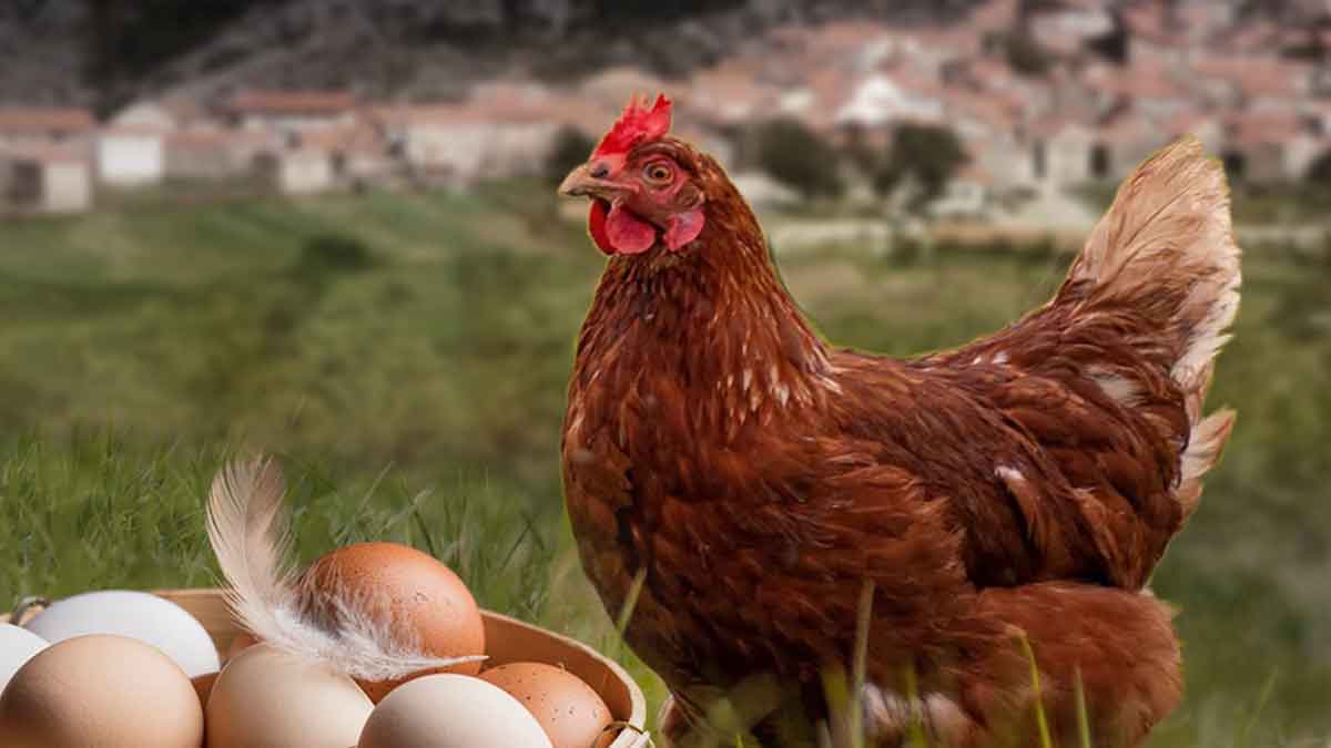 Galinha do campo perto dos seus ovos