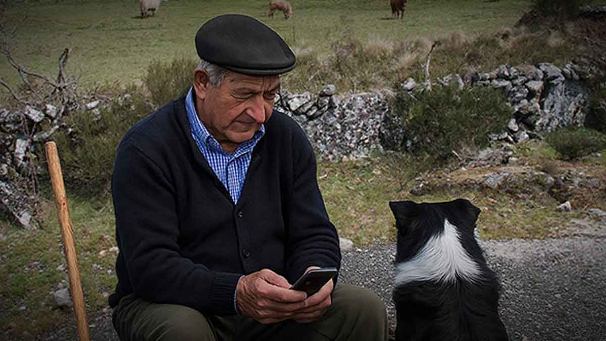 Pastor a olhar o telemóvel enquanto guarda as ovelhas