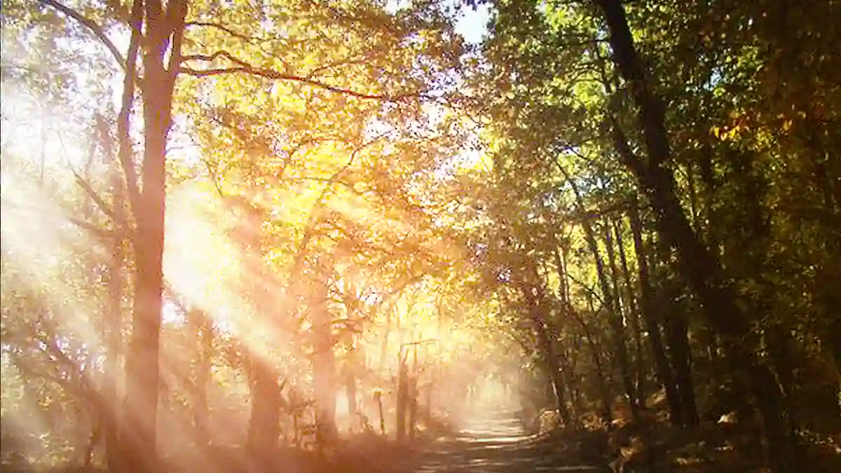 Densas florestas de carvalho no Parque Nacional da Peneda-Gerês