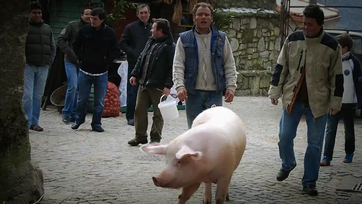 Matança do porco nas aldeia do barroso