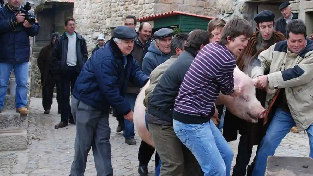 Matança do porco nas aldeia do barroso