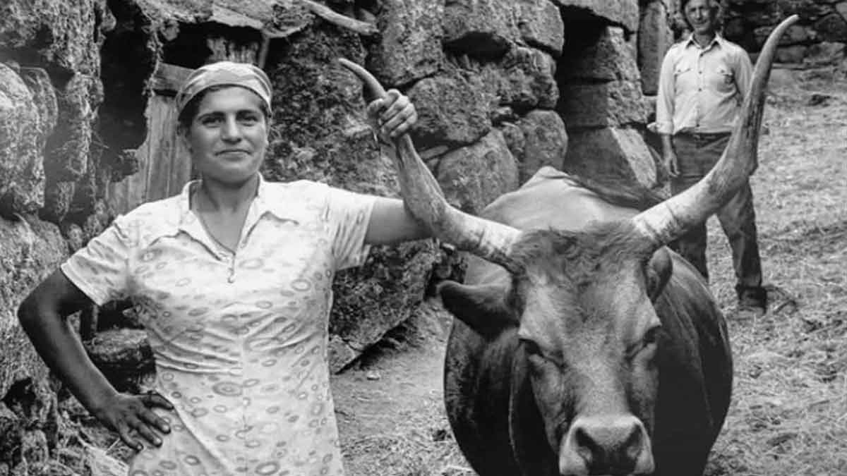 Fotografia a preto e branco de Georges Dussaud mostrando mulher a segurar boi barrosão em Montalegre