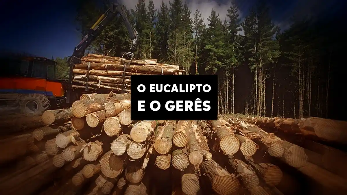 Troncos de madeira cortados empilhados com trator florestal ao fundo e o texto O Eucalipto e o Gerês