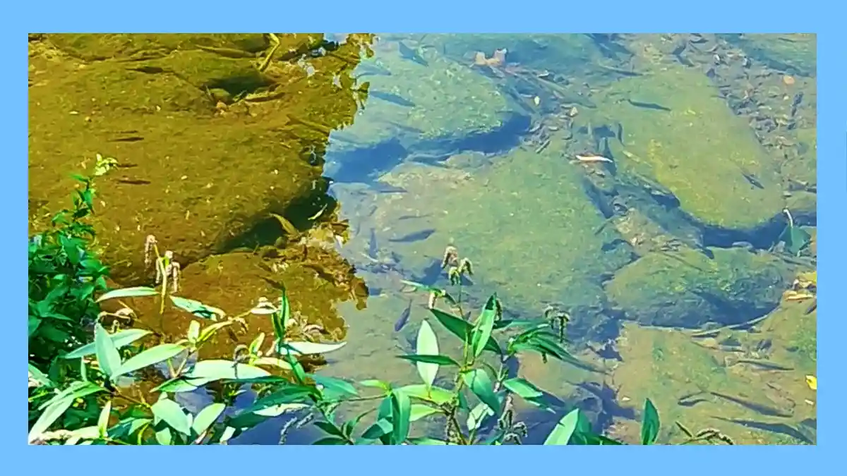 Imagem com moldura azul mostrando um cardume de peixes visível através da água cristalina sobre o leito de pedras do Rio Este em Braga.